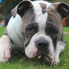 Olde english bulldogge DiamondBulls Anastasia aka "Åse"
