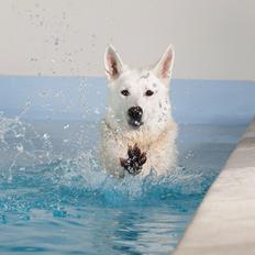 Hvid Schweizisk Hyrdehund Lilo