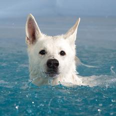 Hvid Schweizisk Hyrdehund Lilo