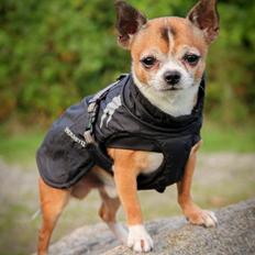 Chihuahua CH. Gorchi Dasher "Dexter"