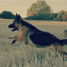 Schæferhund Ida