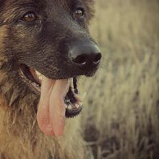 Schæferhund Ida