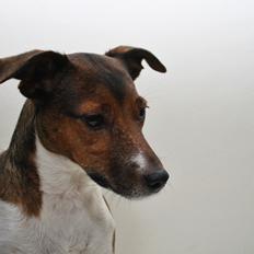 Jack russell terrier Fanta <3