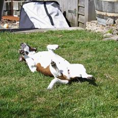 Jack russell terrier Fanta <3