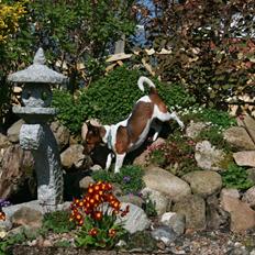 Jack russell terrier Fanta <3