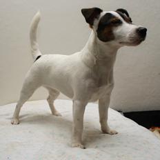 Jack russell terrier Maude