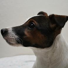 Jack russell terrier Maude