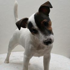 Jack russell terrier Maude