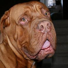 Dogue de bordeaux Rynke Feke Brutalis