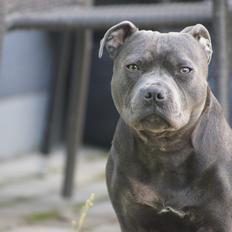 Staffordshire bull terrier Müsli