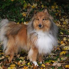 Shetland sheepdog Akela aka Keiko
