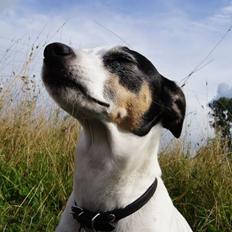 Dansk svensk gaardhund Lillefix