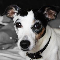 Dansk svensk gaardhund Lillefix