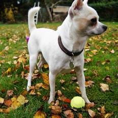 Chihuahua Picasso aka 'Steadfast give me a break'