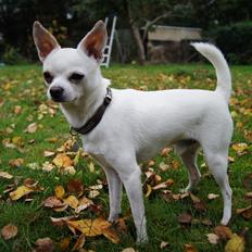Chihuahua Picasso aka 'Steadfast give me a break'