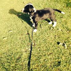 Blanding af racer Johnnie Schæfer&Dalmantiner&Labrador