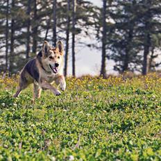 Blanding af racer Hannibal (Schæfer/Collie)