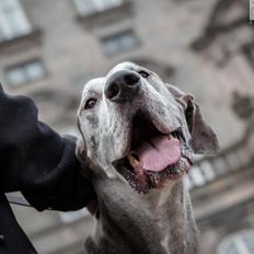 Grand danois Kenzo ( Himmel hund )