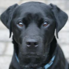 Labrador retriever Elvis