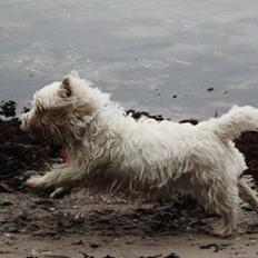 West highland white terrier Thilde (Tossen <3)