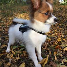 Papillon Charlie