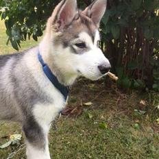 Alaskan malamute Kijago (R.I.P)