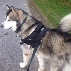 Alaskan malamute Kijago (R.I.P)