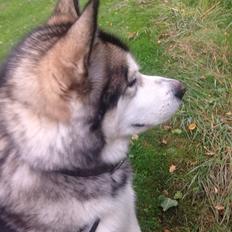 Alaskan malamute Kijago (R.I.P)