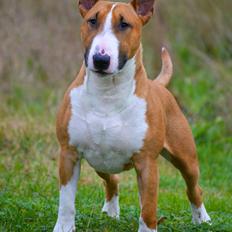 Bullterrier Benny Braveheart