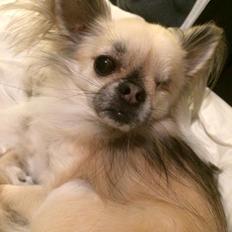 Chihuahua Kaptajn Amigo