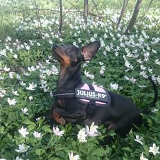 Dvaergpinscher Lilo (Lilleskid)