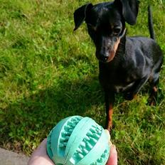 Dvaergpinscher Lilo (Lilleskid)