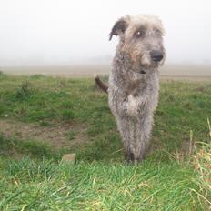 Irsk ulvehund Rolf<3 kælenavn: Rolle/Basse