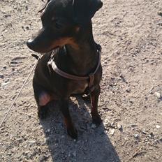 Dvaergpinscher Lilo (Lilleskid)