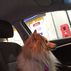 Shetland sheepdog Magic Gipsy Star