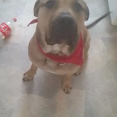 Dogo canario Zeus