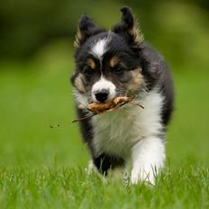 Border collie Zoom