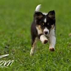Border collie Zoom