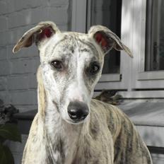 Whippet Cala