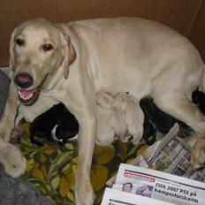 Blanding af racer Lulu