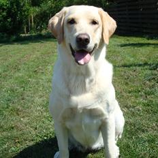 Blanding af racer Lulu