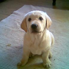 Blanding af racer Lulu