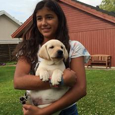 Labrador retriever Victor<3