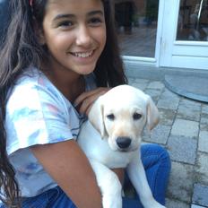 Labrador retriever Victor<3