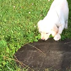 Labrador retriever Victor<3