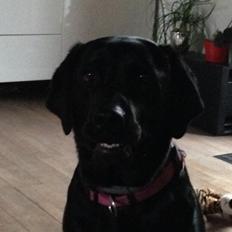 Labrador retriever Lexi