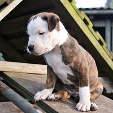 Staffordshire bull terrier Chika