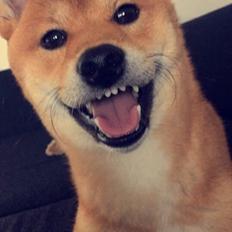 Shiba Kuma
