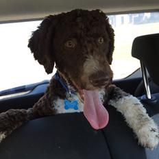 Spansk Vandhund Sancho