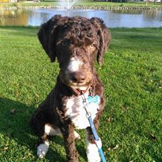 Spansk Vandhund Sancho